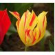 Tulipan Mona Lisa - opak. 5 szt.