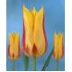 Tulipan Mona Lisa - opak. 5 szt.