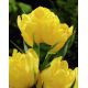 Tulipan Monte Carlo - opak. 5 szt.