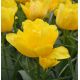Tulipan Monte Carlo - opak. 5 szt.