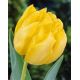 Tulipan Monte Carlo - opak. 5 szt.