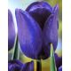 Tulipan niebieski - Blue - 5 szt.