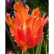 Tulipan Orange Favourite - opak. 5 szt.