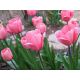 Tulipan Pink Impression - 5 szt.