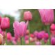 Tulipan Pink Impression - 5 szt.