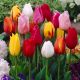 Tulipan Mix - opak. 5 szt.