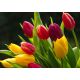 Tulipan Mix - opak. 5 szt.