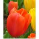 Tulipan pomarańczowy - Orange - duża paczka! - 50 szt.