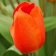 Tulipan pomarańczowy - Orange - duża paczka! - 50 szt.
