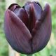 Tulipan Queen of Night - opak. 5 szt.