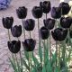 Tulipan Queen of Night - opak. 5 szt.