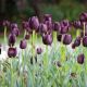 Tulipan Queen of Night - opak. 5 szt.