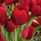 Tulipan Red Georgette - opak. 5 szt.