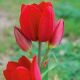 Tulipan Red Georgette - opak. 5 szt.