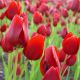 Tulipan Red Georgette - opak. 5 szt.