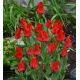 Tulipan Red Riding Hood - opak. 5 szt.
