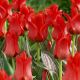 Tulipan Red Riding Hood - opak. 5 szt.