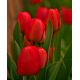 Tulipan czerwony - Red - 5 szt.