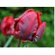 Tulipan Rococo - opak. 5 szt.