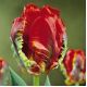 Tulipan Rococo - opak. 5 szt.