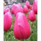 Tulipan różowy - Rose - 5 szt.