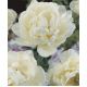 Tulipan Mount Tacoma - opak. 5 szt.