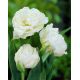 Tulipan Mount Tacoma - opak. 5 szt.