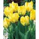 Tulipan papuzi - Texas Gold - 5 szt.