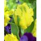 Tulipan papuzi - Texas Gold - 5 szt.