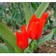 Tulipan botaniczny - Tubergen's Variety - 5 szt.