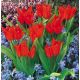 Tulipan botaniczny - Tubergen's Variety - 5 szt.