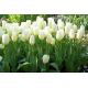 Tulipan niski - White Purissima - 5 szt.