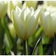 Tulipan niski - White Purissima - 5 szt.