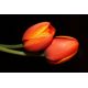 Tulipan pomarańczowy - Orange - 5 szt.