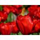 Tulipan Apeldorn - 5 szt.