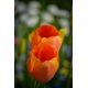 Tulipan pomarańczowy - Orange - duża paczka! - 50 szt.