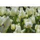 Tulipan niski - White Purissima - 5 szt.