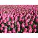 Tulipan Pink Impression - 5 szt.