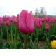 Tulipan różowy - Rose - duża paczka! - 50 szt.