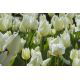 Tulipan City Of Vancouver - 5 szt.