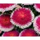 Aster - Hi-No-Maru