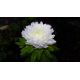 Aster peoniowy - biały