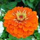 Cynia wytworna daliowa Orange King