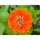 Cynia wytworna daliowa Orange King