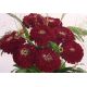 Cynia wytworna daliowa Violet Queen