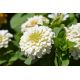 Cynia wytworna daliowa Polar Bear