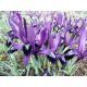 Irys Purple Gem - op. 10 szt.
