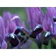 Irys Purple Gem - op. 10 szt.