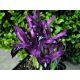 Irys Purple Gem - op. 10 szt.