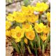 Krokus Goldilocks - 10 szt.